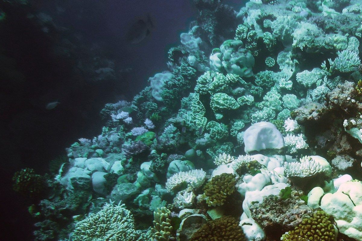 Bleached coral at Australia's Great Barrier Reef appear bone white compared to remaining healthy coral, which are golden brown and purple. <i>Photo by Mia Hoogenboom, for ARC Centre of Excellence for Coral Reef Studies via Climate.gov.</i>